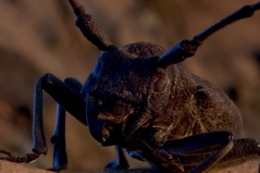 Anjodi - Bug in Full - Closeup